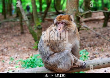 Divertente e scimmia intelligente seduto nella foresta tropicale Foto Stock