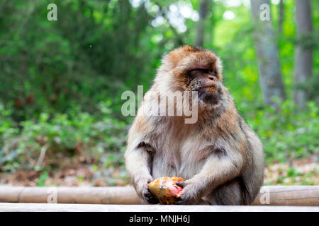 Ritratto di divertenti e scimmia intelligente di mangiare nella foresta tropicale Foto Stock