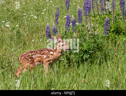 Fawn in viola Fiori di lupino Foto Stock