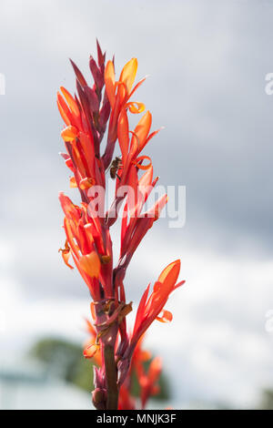 Indian shot, Röd arrowrot (canna indica) Foto Stock