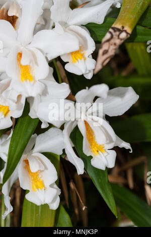 Snow Queen, Snödrottningorkidé (Coelogyne cristata) Foto Stock