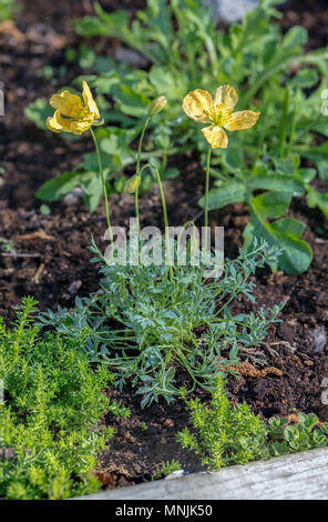 Papavero alpino, Alpvallmo (Papaver alpinum) Foto Stock