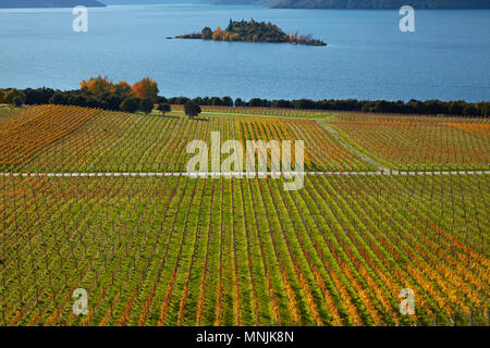 Rippon vigneto e il lago Wanaka, Otago, Isola del Sud, Nuova Zelanda Foto Stock