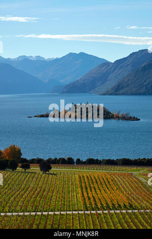 Rippon vigneto e il lago Wanaka, Otago, Isola del Sud, Nuova Zelanda Foto Stock