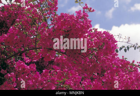 CLOSE-UP DI deep pink Bouganvillea Foto Stock