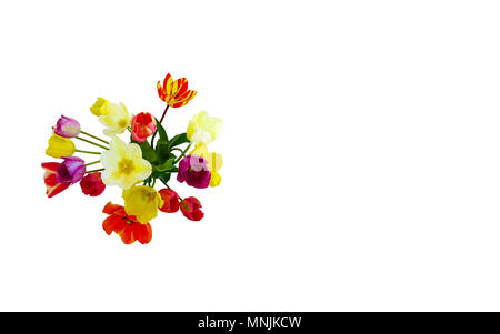 Bella primavera tulipani in colori vibranti isolato su bianco con copyspace Foto Stock