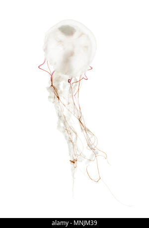 Viola-striped meduse, Chrysaora colorata, nuoto contro uno sfondo bianco Foto Stock