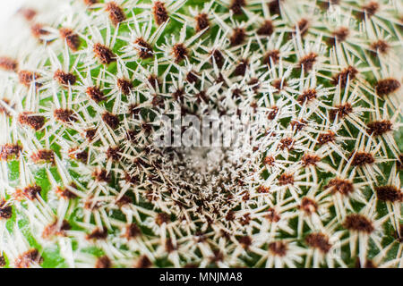 Macro naturale astratto rotondi di molto bianco spine del mix humicocalcium cactus. Foto Stock