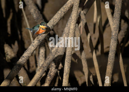 American pigmeo di Kingfisher - Chloroceryle aenea, bella arancio e blu kingfisher dal Nuovo Mondo acque fresche, Costa Rica. Foto Stock