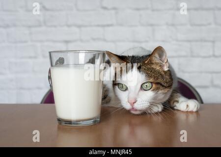 Carino tabby cat cercando curiosi di una tazza di latte. Foto Stock