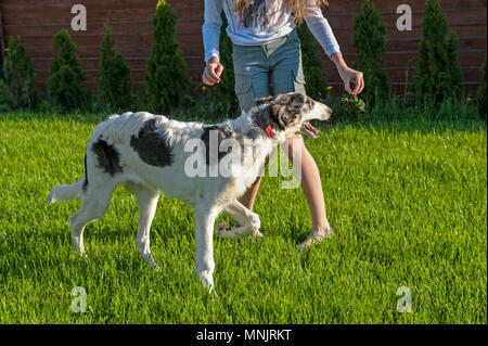 Ragazza teases cane di razza un levriero con un pezzo di erba. Gioco. Copia dello spazio. Foto Stock
