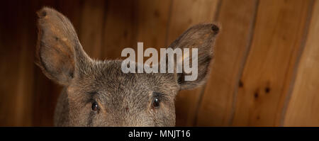 Farcite il cinghiale la testa con un grinning bocca. Farcite il cinghiale la testa con un grinning bocca. Foto Stock