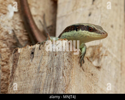 Un skink essere arrogante su pali di legno. Foto Stock