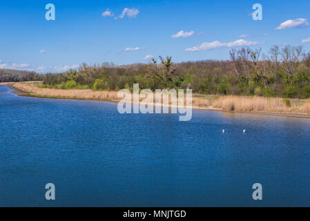 Canale di acqua nel Danubio Auen Parco Nazionale in Austria Foto Stock