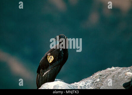 CALIFORNIA CONDOR (Gymnogyps californianus) capretti Condor nel selvaggio / specie in via di estinzione Los Padres National Forest, California Foto Stock