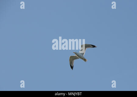 Gull sul cielo battenti Foto Stock