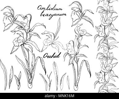Bianco e nero orchid Illustrazione Vettoriale