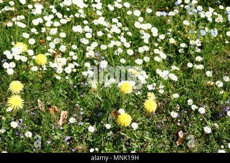 Un prato selvatico con fiori diversi, come il tarassaco e margherite. Foto Stock