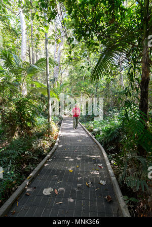 Visitatore sul lungomare a Cattana zone umide, un riabilitato alla conservazione della natura park di Smithfield, vicino a Cairns, estremo Nord Queensland, FNQ, QLD, Aus Foto Stock