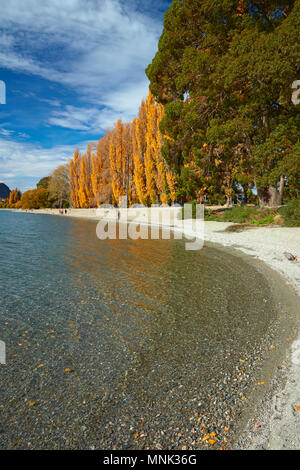 Alberi di pioppo, il lago Wanaka, Otago, Isola del Sud, Nuova Zelanda Foto Stock