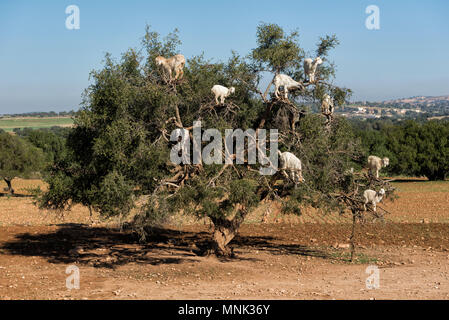 Tree Climbing capre su un albero di argan a Essaouira, Marocco Foto Stock