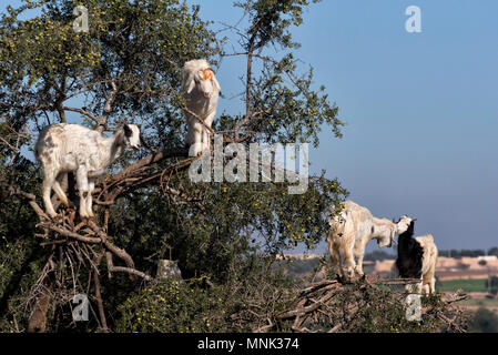 Caprini da arrampicata su argan a Essaouira, Marocco Foto Stock