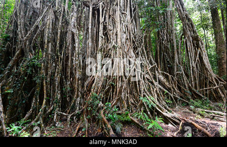 Cattedrale di fig tree a Yungaburra, altopiano di Atherton, estremo Nord Queensland, FNQ, QLD, Australia Foto Stock