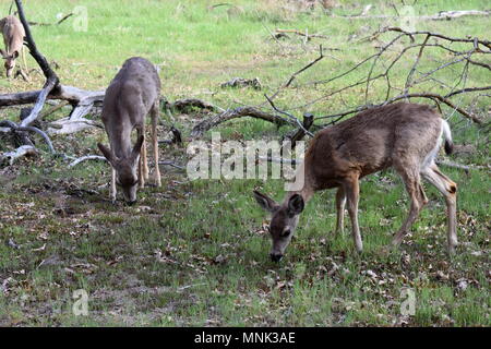 Cervi nel Parco Nazionale di Yosemite in California Foto Stock