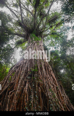 Imponente cattedrale fig tree a Yungaburra, altopiano di Atherton, estremo Nord Queensland, FNQ, QLD, Australia Foto Stock