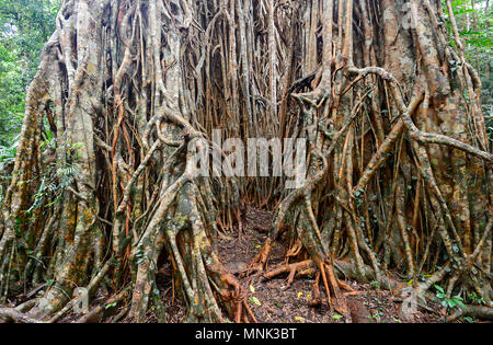 Radici intrecciate di una cattedrale fig tree a Yungaburra, altopiano di Atherton, estremo Nord Queensland, FNQ, QLD, Australia Foto Stock