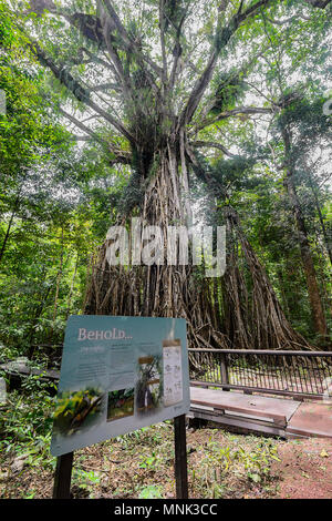 Cattedrale di fig tree a Yungaburra, altopiano di Atherton, estremo Nord Queensland, FNQ, QLD, Australia Foto Stock