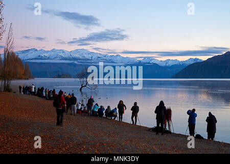 I turisti fotografare che "Wanaka Tree", il lago Wanaka, Otago, Isola del Sud, Nuova Zelanda Foto Stock