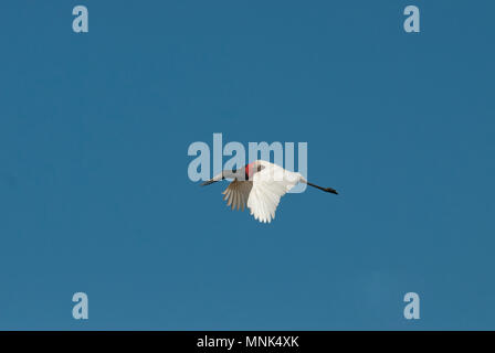 Cicogna Jabiru Aeroporto (Jabiru Aeroporto mycteria) in volo nel Pantanal nel Brasile del Sud Foto Stock