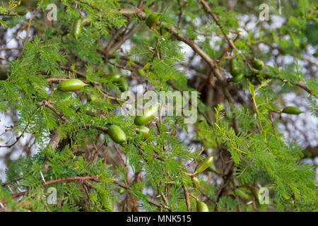 Frutta verde di acacia in estate Foto Stock