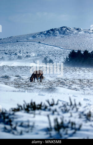 Snow Drifters Foto Stock