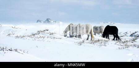 Snow Drifters Foto Stock