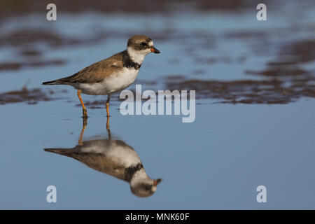 Semipalmated plover Foto Stock