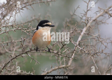 Shrike mascherato Foto Stock