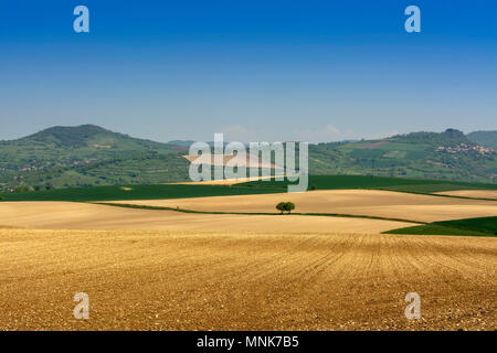 Campo Arato con orizzonte. Limagne pianura. Puy de Dome. Auvergne. Francia Foto Stock