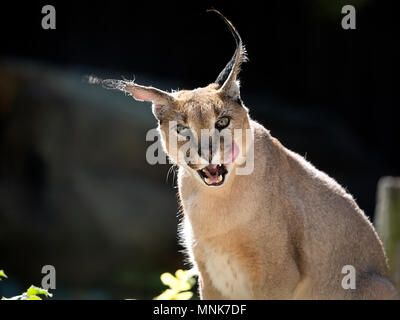 Caracal un ritratto Foto Stock