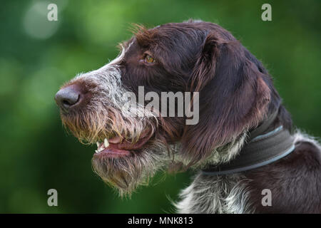 Ritratto di tedesco puntatore wirehaired sul verde sfondo sfocato Foto Stock