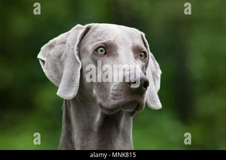 Ritratto di cane weimaraner sul verde sfondo sfocato Foto Stock