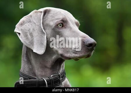 Ritratto di cane weimaraner sul verde sfondo sfocato Foto Stock