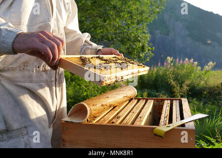 Saint-Pierre d'Albigny (Savoy, centrale Francia orientale): la transumanza, Fabrice Bouche, apicoltore (apicoltore), spostando circa dieci alveari da La pettine Foto Stock