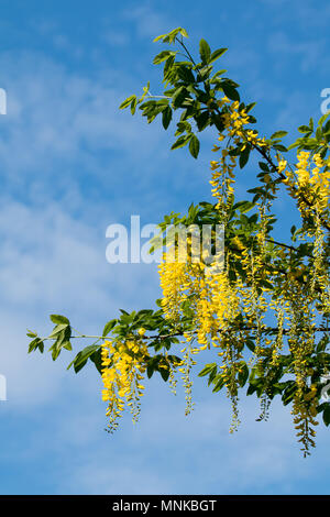 Il maggiociondolo albero in fiore con penduli giallo racernes, contro il cielo blu. Foto Stock