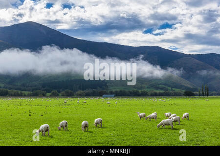 Pecore al pascolo in un campo verde sullo sfondo di montagne e basse nubi nel sole l'Isola Sud della Nuova Zelanda Foto Stock