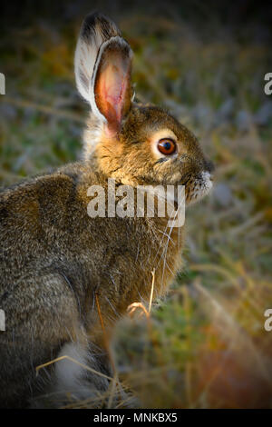 Un'immagine verticale di una racchetta da neve lepre (Lepus americanus); nella sua pelliccia marrone colore dell'estate nelle zone rurali di Alberta in Canada Foto Stock