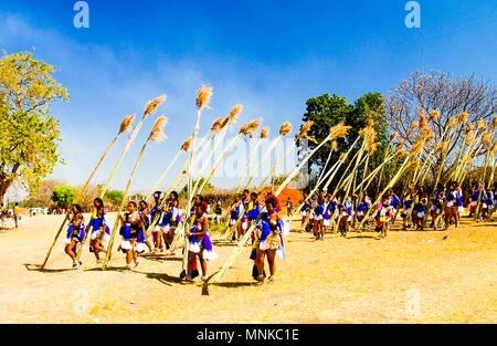 Le donne in costumi tradizionali marching al Umhlanga aka Reed cerimonia danza - 01-09-2013 Lobamba, dello Swaziland Foto Stock