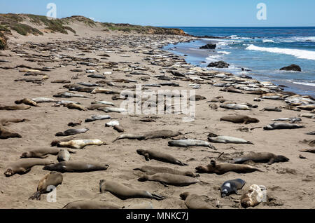 Le guarnizioni di tenuta di elefante al punto di vista di PIEDRAS BLANCAS, California Foto Stock