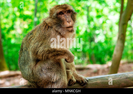 Divertente e scimmia intelligente seduto nella foresta tropicale Foto Stock